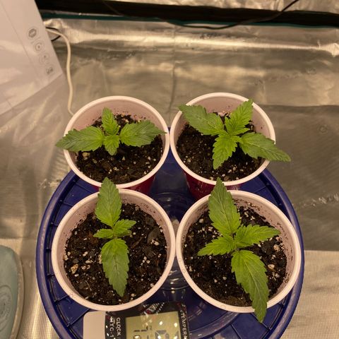 Shadow growlog photo: Veg time. Added nutes to #2 and #4
