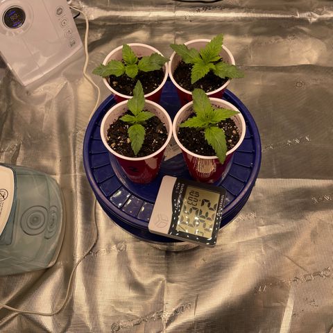 Shadow growlog timeline photo