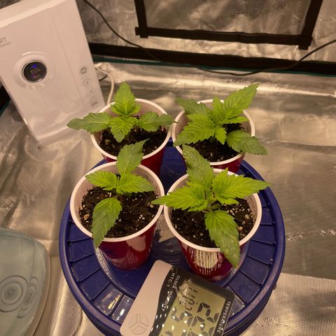Shadow growlog timeline photo