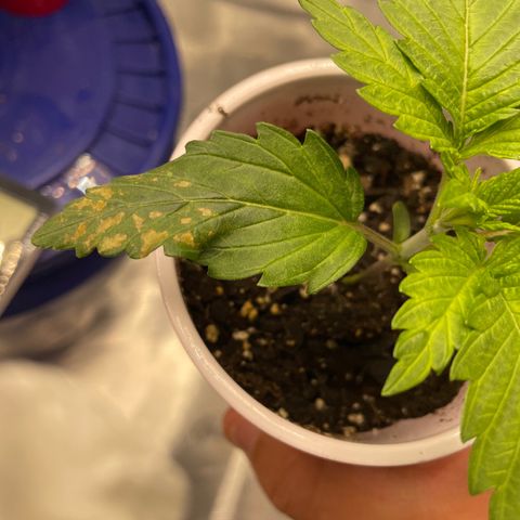 Shadow growlog photo: That fuckin fungus again (I experienced this with CK).