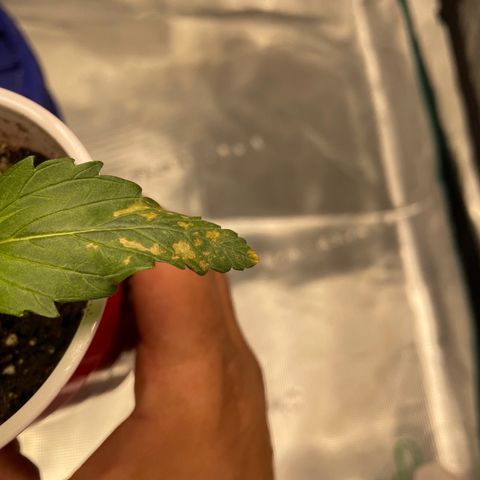 Shadow growlog photo: That fuckin fungus again (I experienced this with CK).
