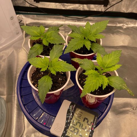 Shadow growlog timeline photo