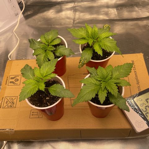 Shadow growlog photo: Changed the bucket out for the box lol