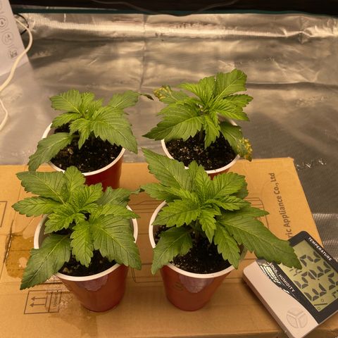 Shadow growlog timeline photo