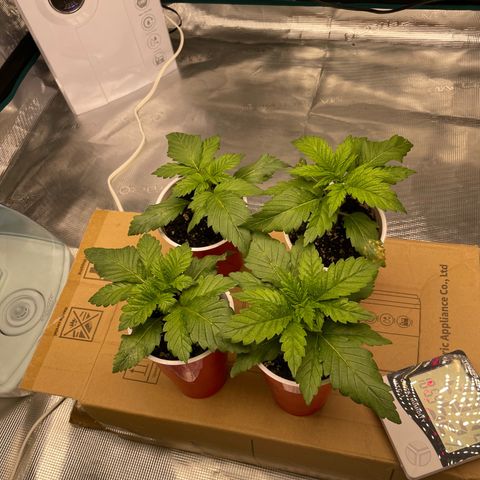 Shadow growlog timeline photo