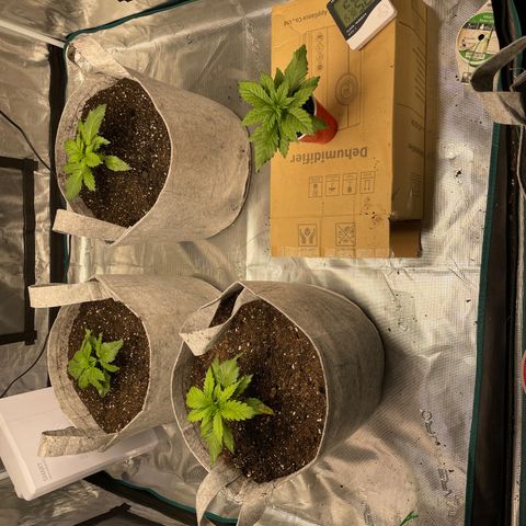 Shadow growlog timeline photo