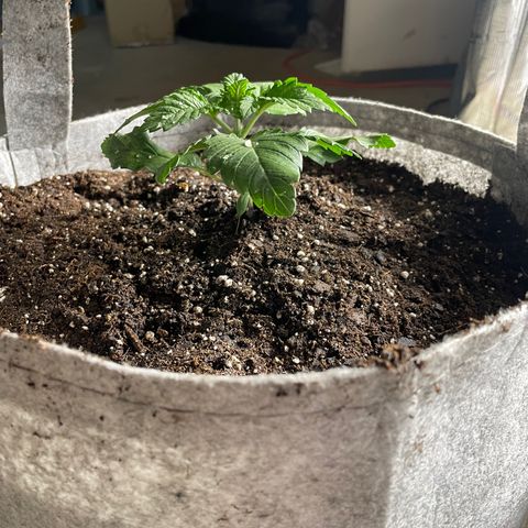 Shadow growlog timeline photo