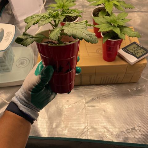 Shadow growlog timeline photo