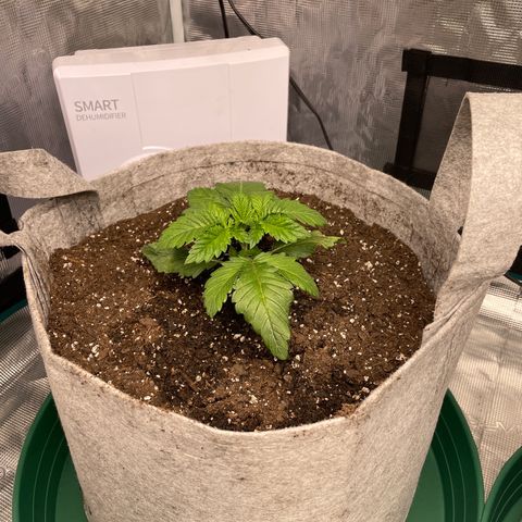 Kitty growlog timeline photo
