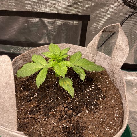 Little Tigger growlog timeline photo