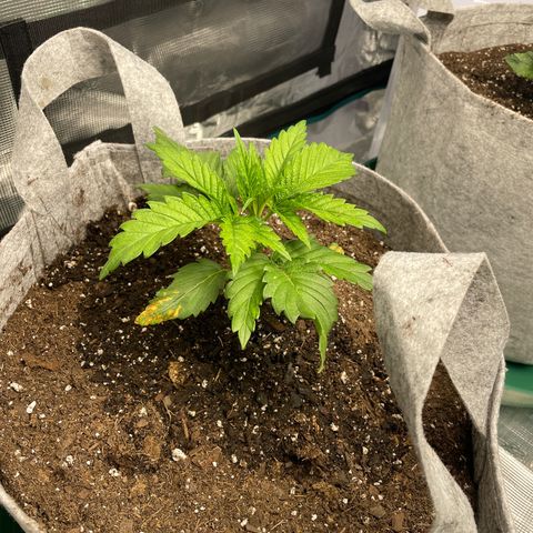 Big Tigger growlog timeline photo