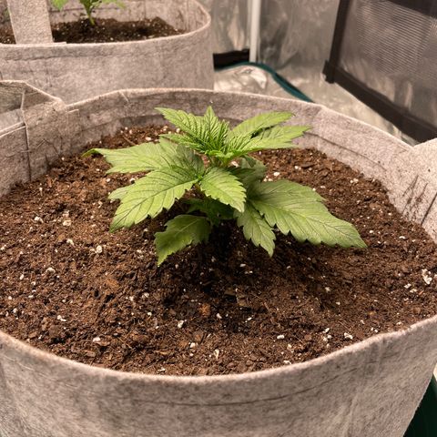 Shadow growlog timeline photo