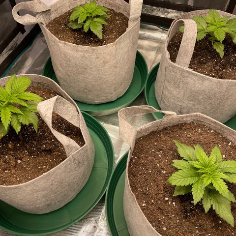 Shadow growlog timeline photo