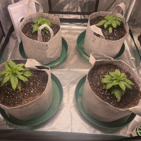 Shadow growlog timeline photo