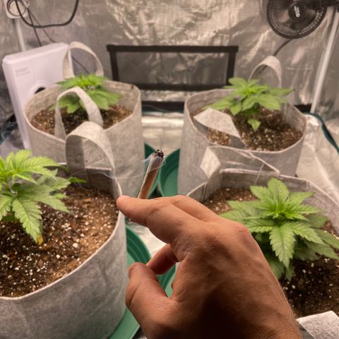 Shadow growlog photo: Looking good post-transplant. New growth is seeming to flourish.