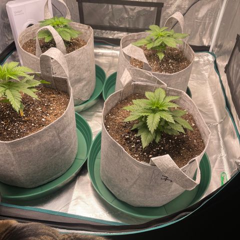 Shadow growlog photo: Looking good post-transplant. New growth is seeming to flourish.