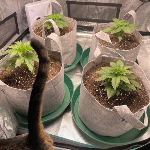 Shadow growlog photo: Looking good post-transplant. New growth is seeming to flourish.