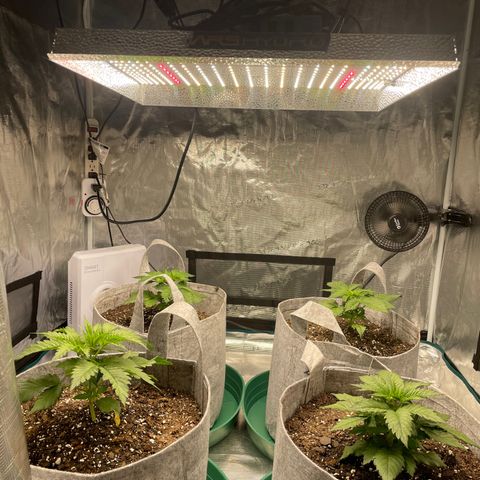 Shadow growlog photo: Looking good post-transplant. New growth is seeming to flourish.