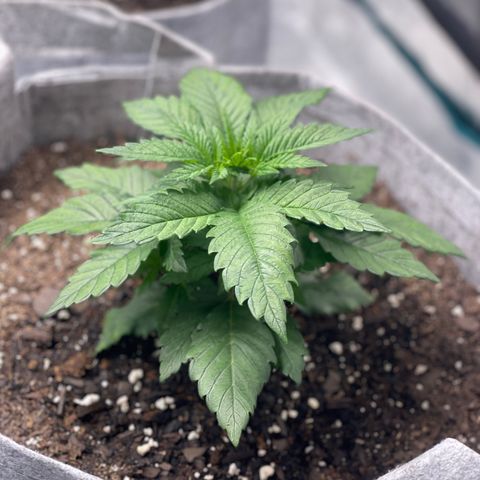 Big Tigger growlog timeline photo