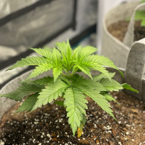 Shadow growlog timeline photo