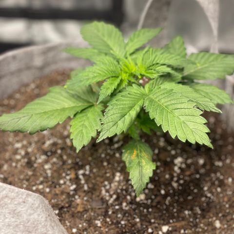 Little Tigger growlog photo: Got yellow leaf tips on this one…gotta check to see how to remedy this.