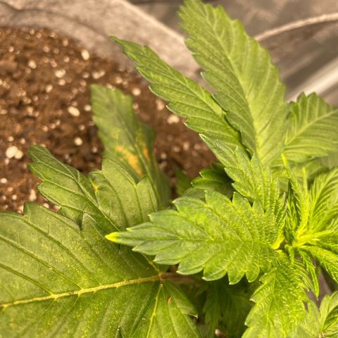 Little Tigger growlog photo: Got yellow leaf tips on this one…gotta check to see how to remedy this.