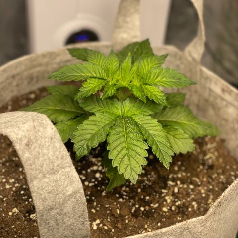 Kitty growlog timeline photo