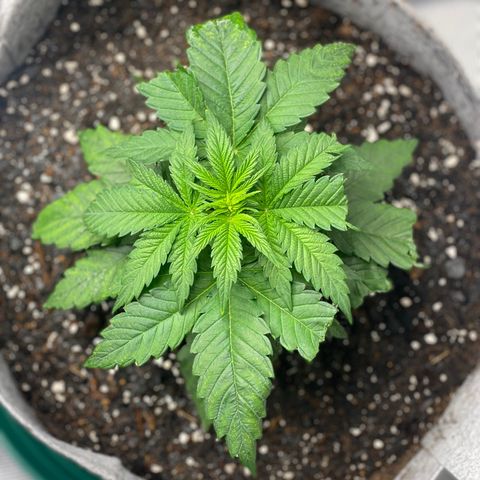 Shadow growlog photo: Cats got to the fuckin leaves 😱😱
