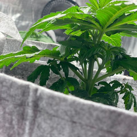 Shadow growlog photo: Cats got to the fuckin leaves 😱😱