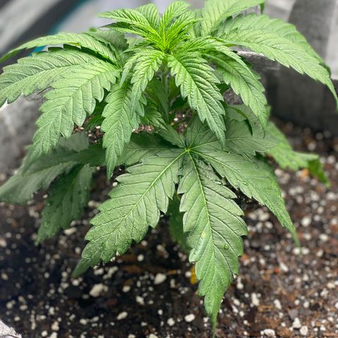 Shadow growlog timeline photo