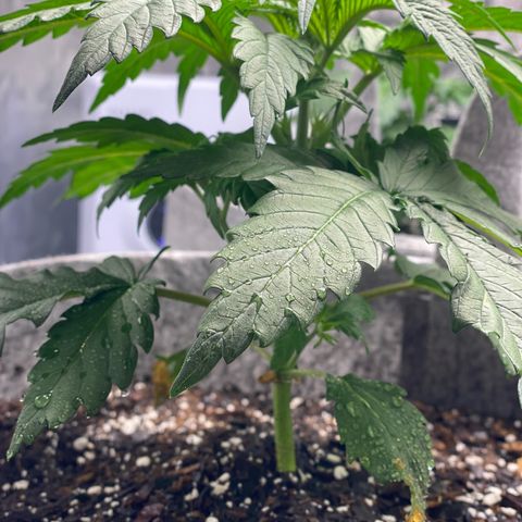 Shadow growlog timeline photo