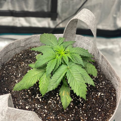 Shadow growlog photo: Cats got to the fuckin leaves 😱😱