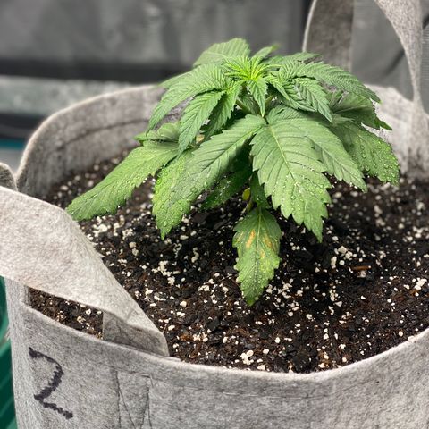 Shadow growlog photo: Cats got to the fuckin leaves 😱😱