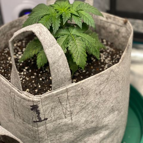 Shadow growlog photo: Cats got to the fuckin leaves 😱😱