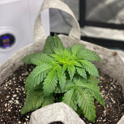 Shadow growlog photo: Cats got to the fuckin leaves 😱😱