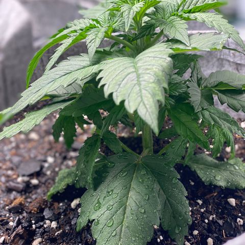 Shadow growlog photo: Cats got to the fuckin leaves 😱😱