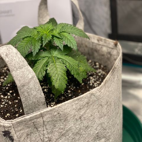 Shadow growlog photo: Cats got to the fuckin leaves 😱😱
