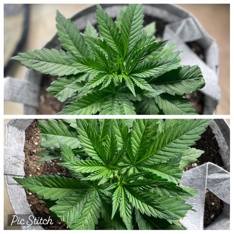 Big Tigger growlog photo: Topping