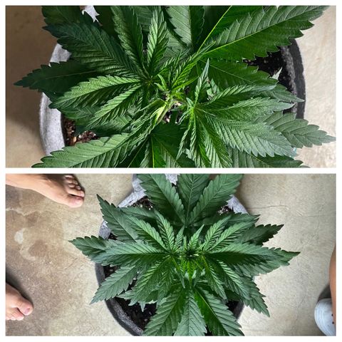 Shadow growlog photo: Topping