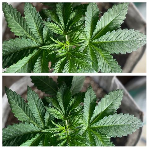 Kitty growlog timeline photo