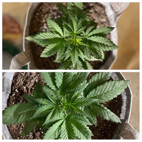 Little Tigger growlog photo: Topping