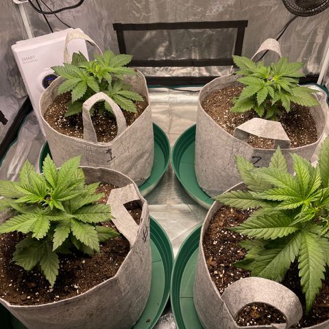 Shadow growlog photo: Before and after topping