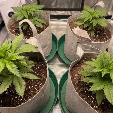 Shadow growlog photo: Before and after topping