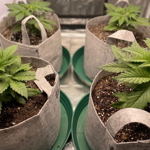 Shadow growlog photo: Before and after topping
