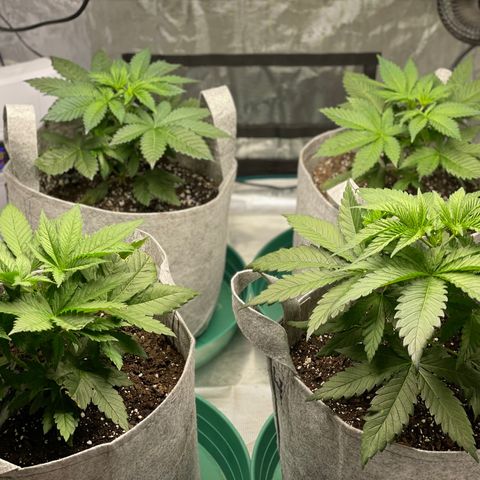 Shadow growlog timeline photo