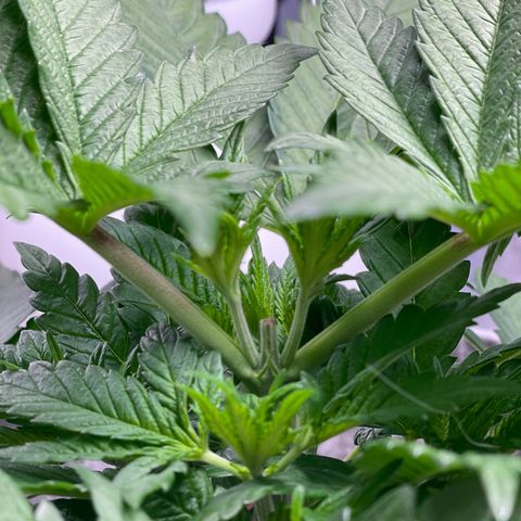 Big Tigger growlog photo: Post-topping