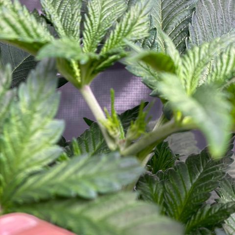 Kitty growlog photo: Post-topping