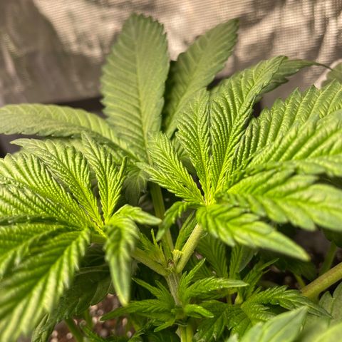 Little Tigger growlog photo: Post-FIM