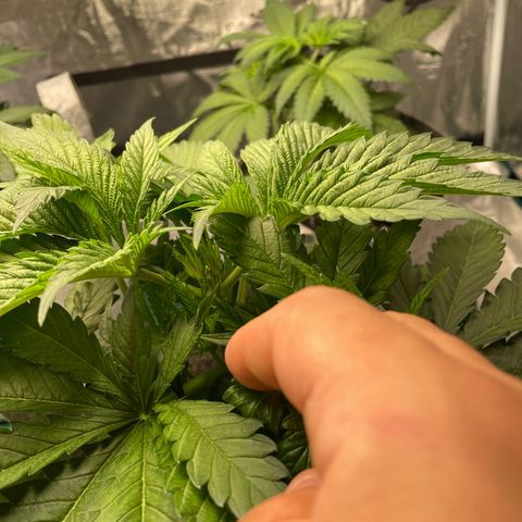 Shadow growlog photo: Post-topping