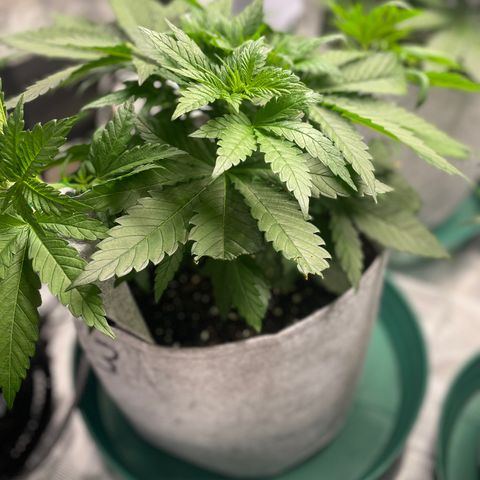 Big Tigger growlog photo: Veg Week 4 Defoliation